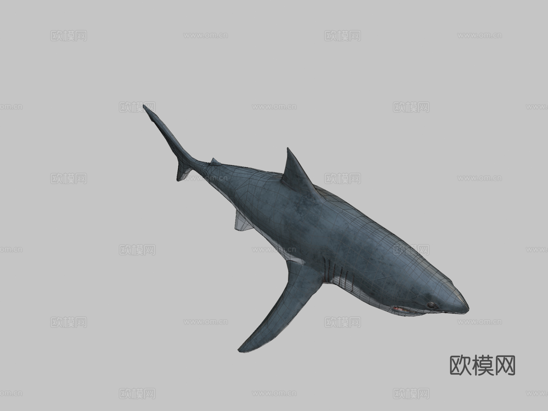 大白鲨3d模型
