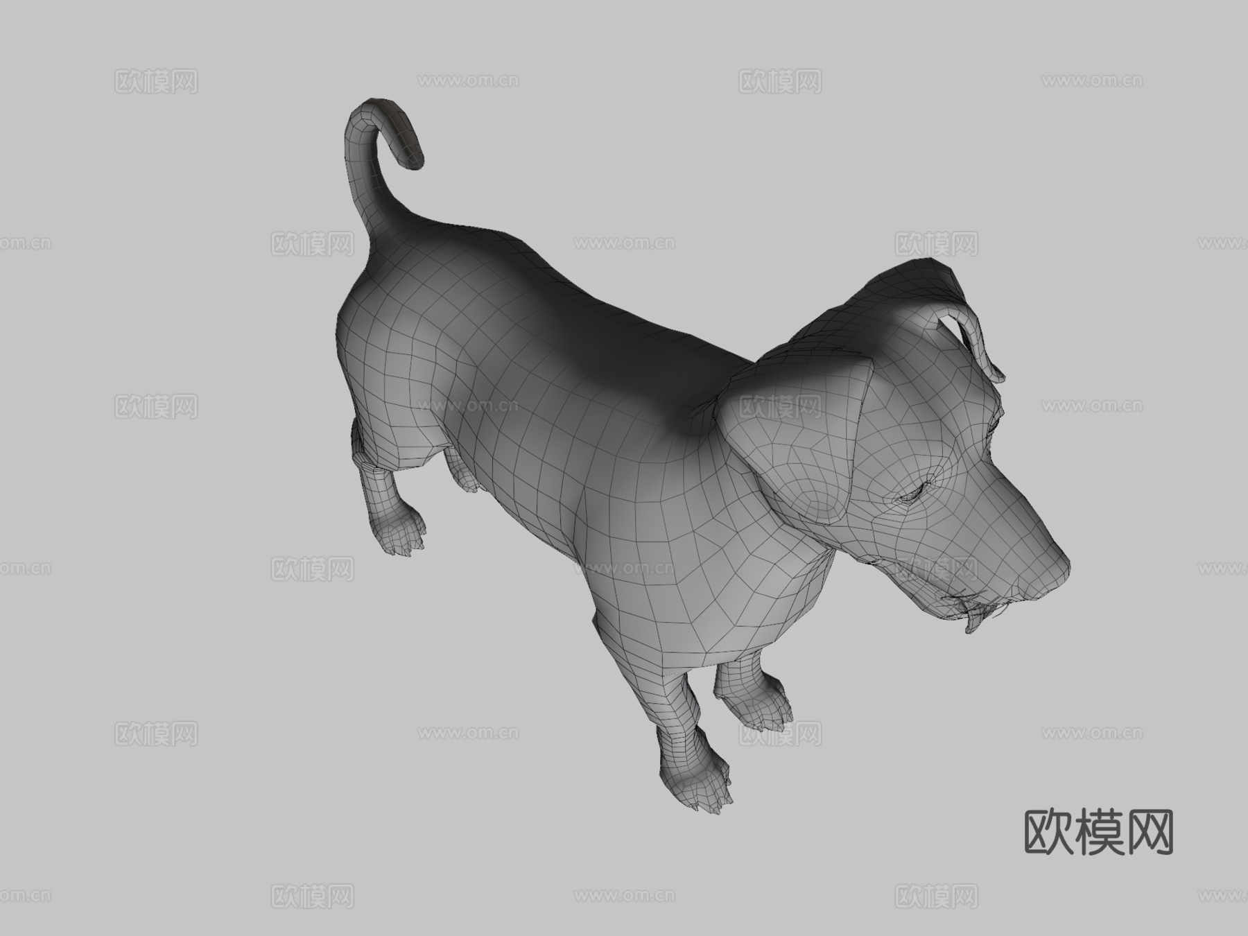 狗-杰克罗素梗犬3d模型
