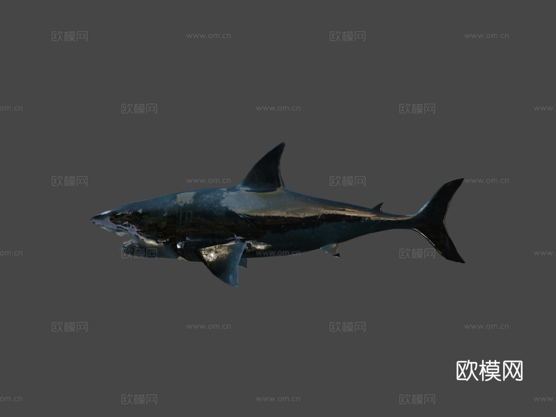 鲨鱼3d模型