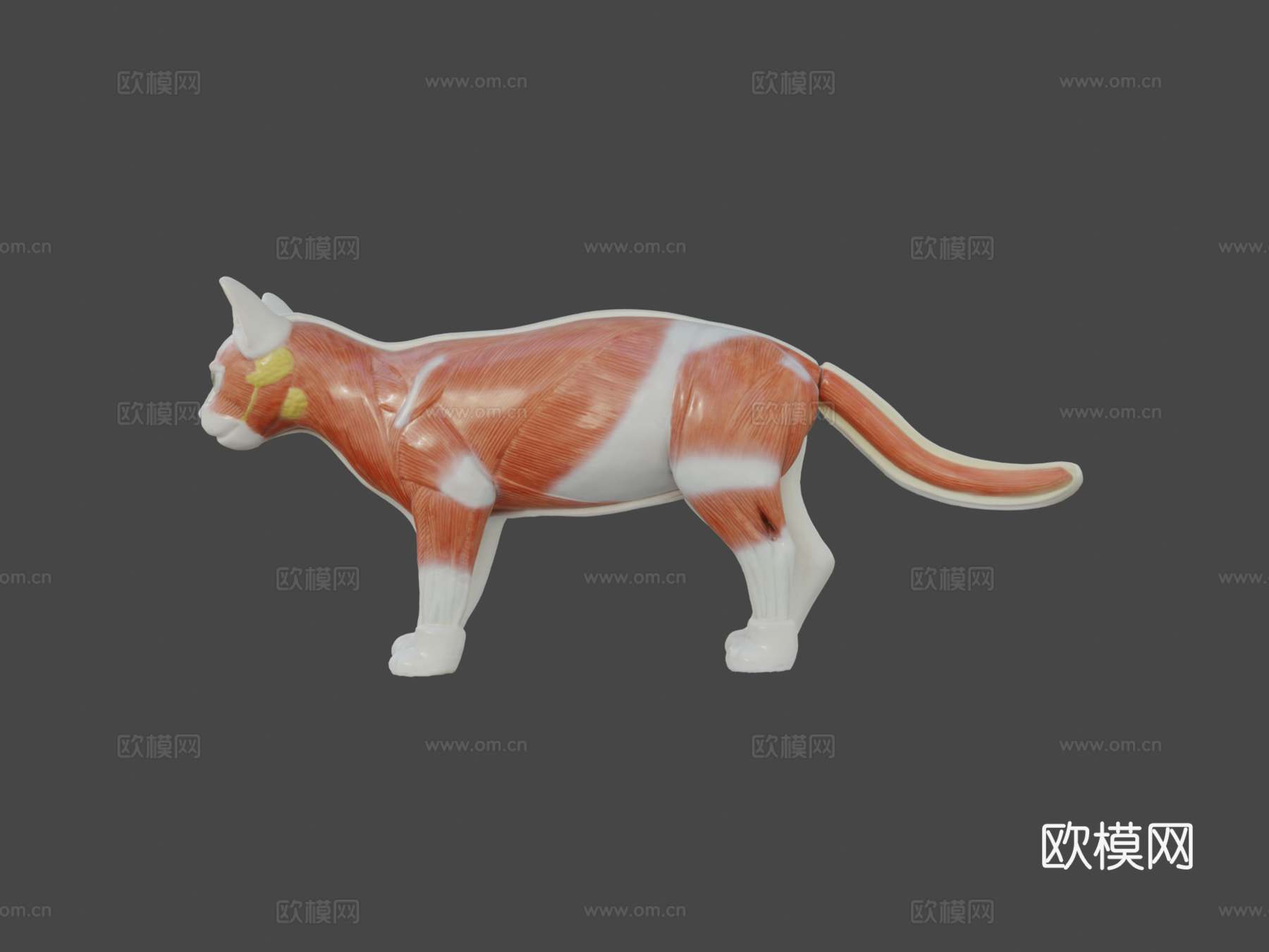 带肌肉结构的猫3D解剖模型3d模型