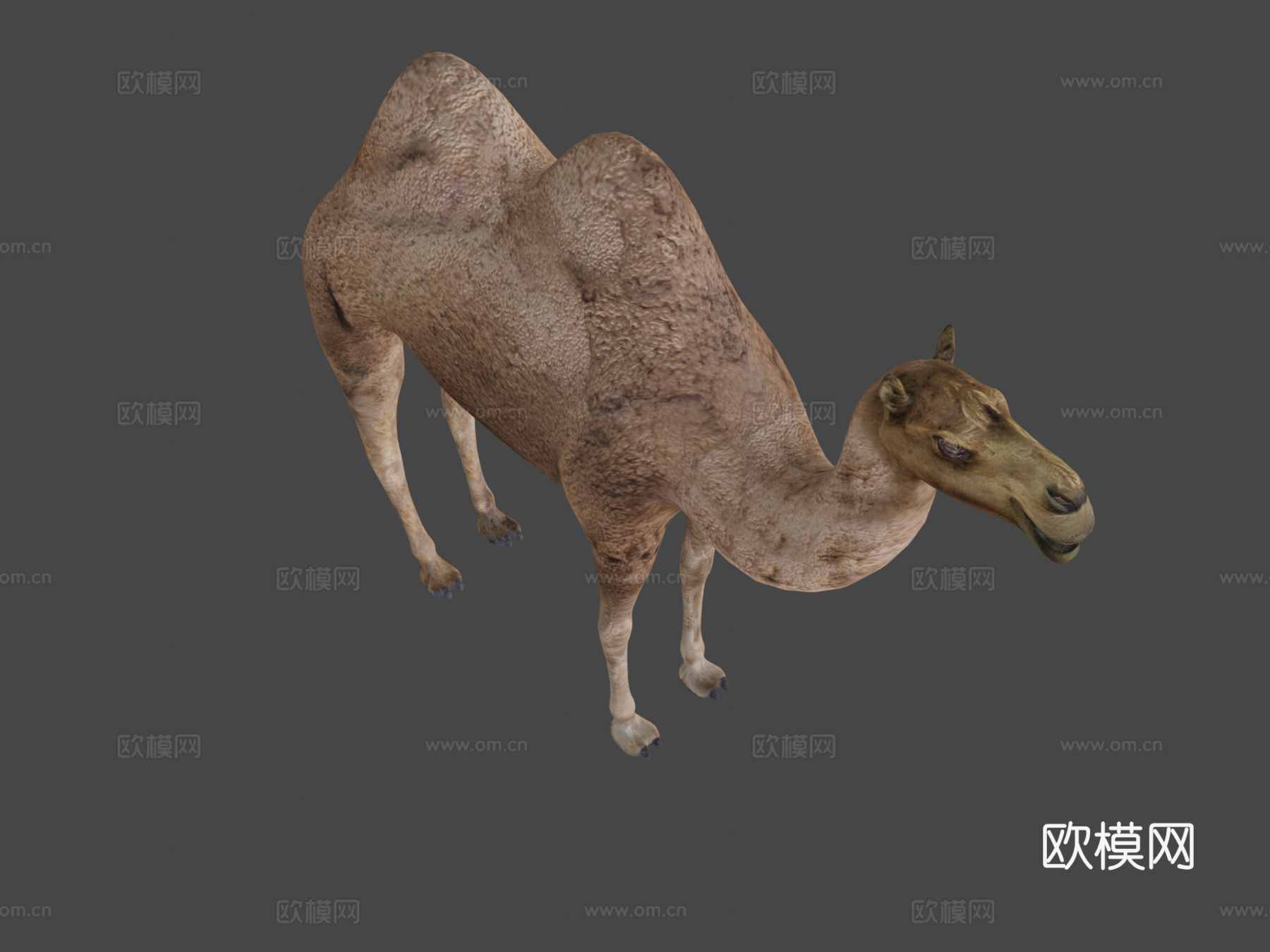 双峰骆驼3d模型