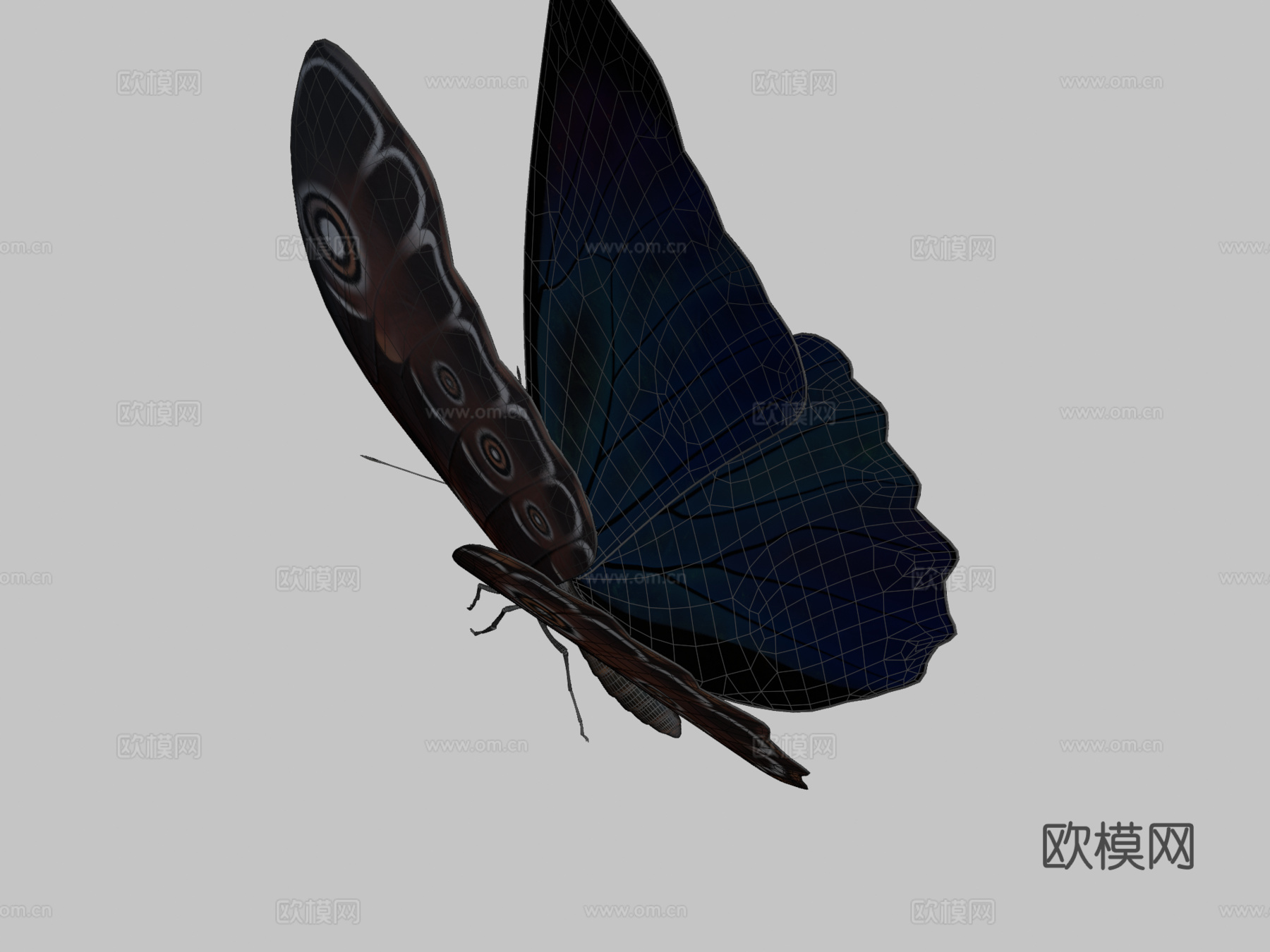 动画蓝闪蝶3d模型