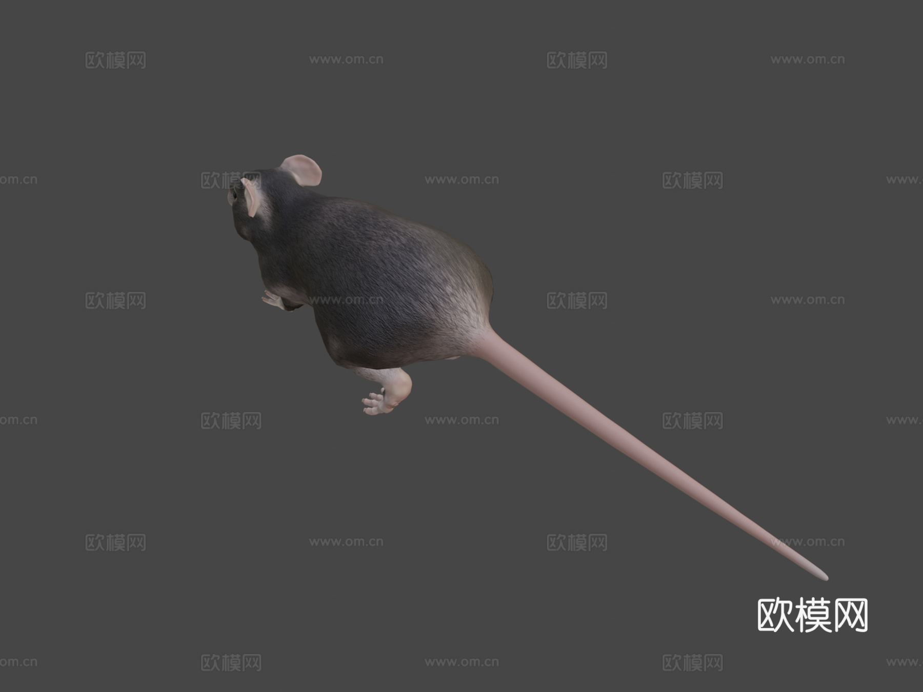 胖老鼠3d模型