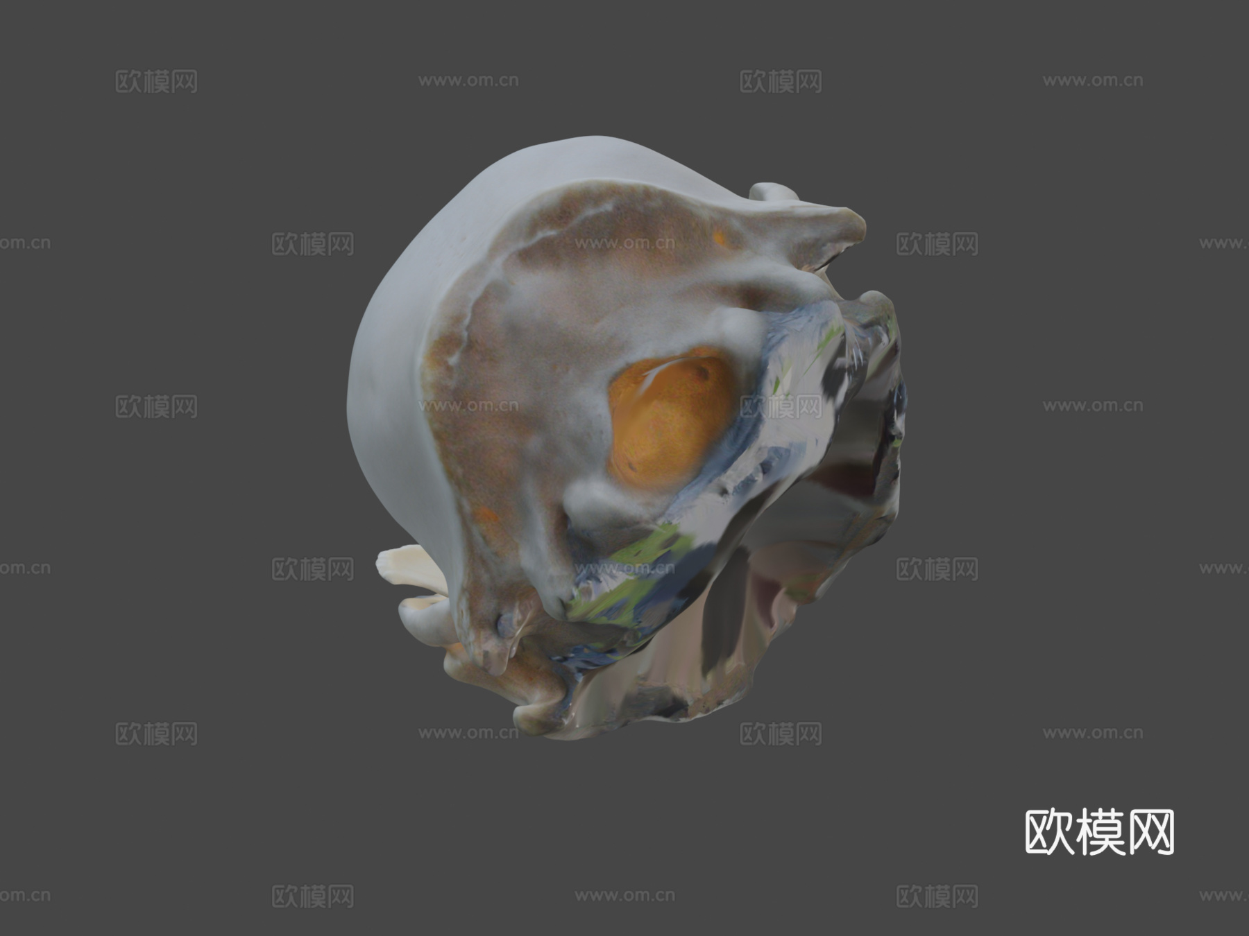 浣熊头骨3d模型
