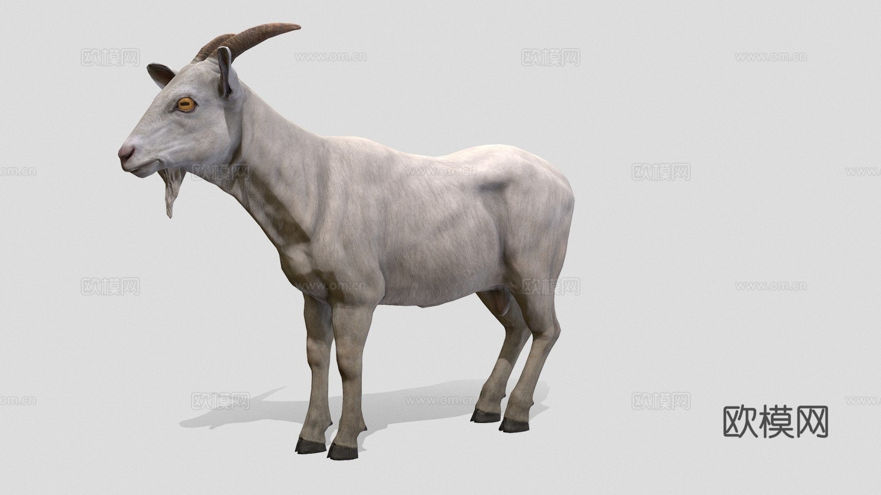 公山羊3d模型