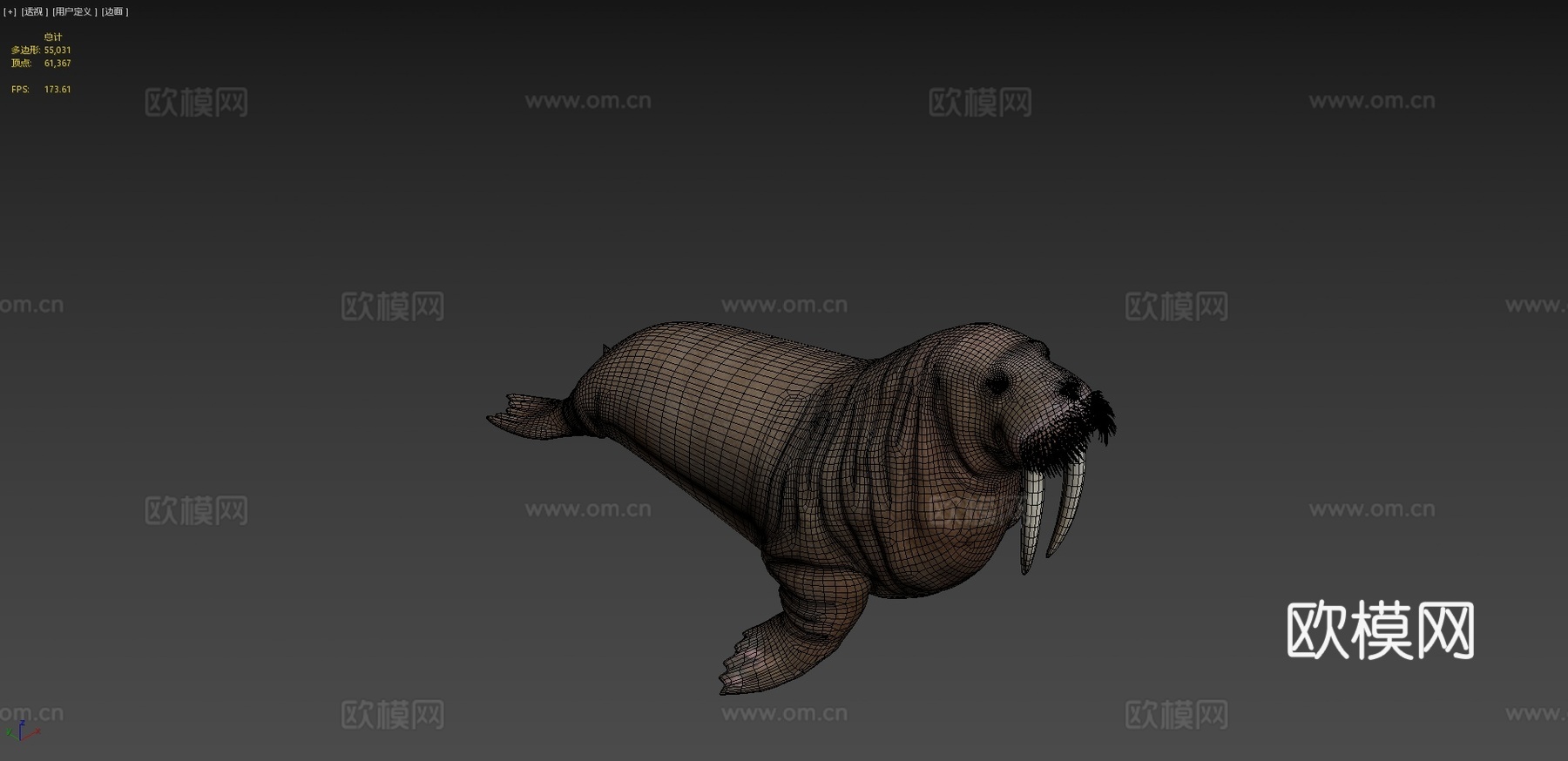 海象（学名：Odobenus Rosmarus）-海象3d模型