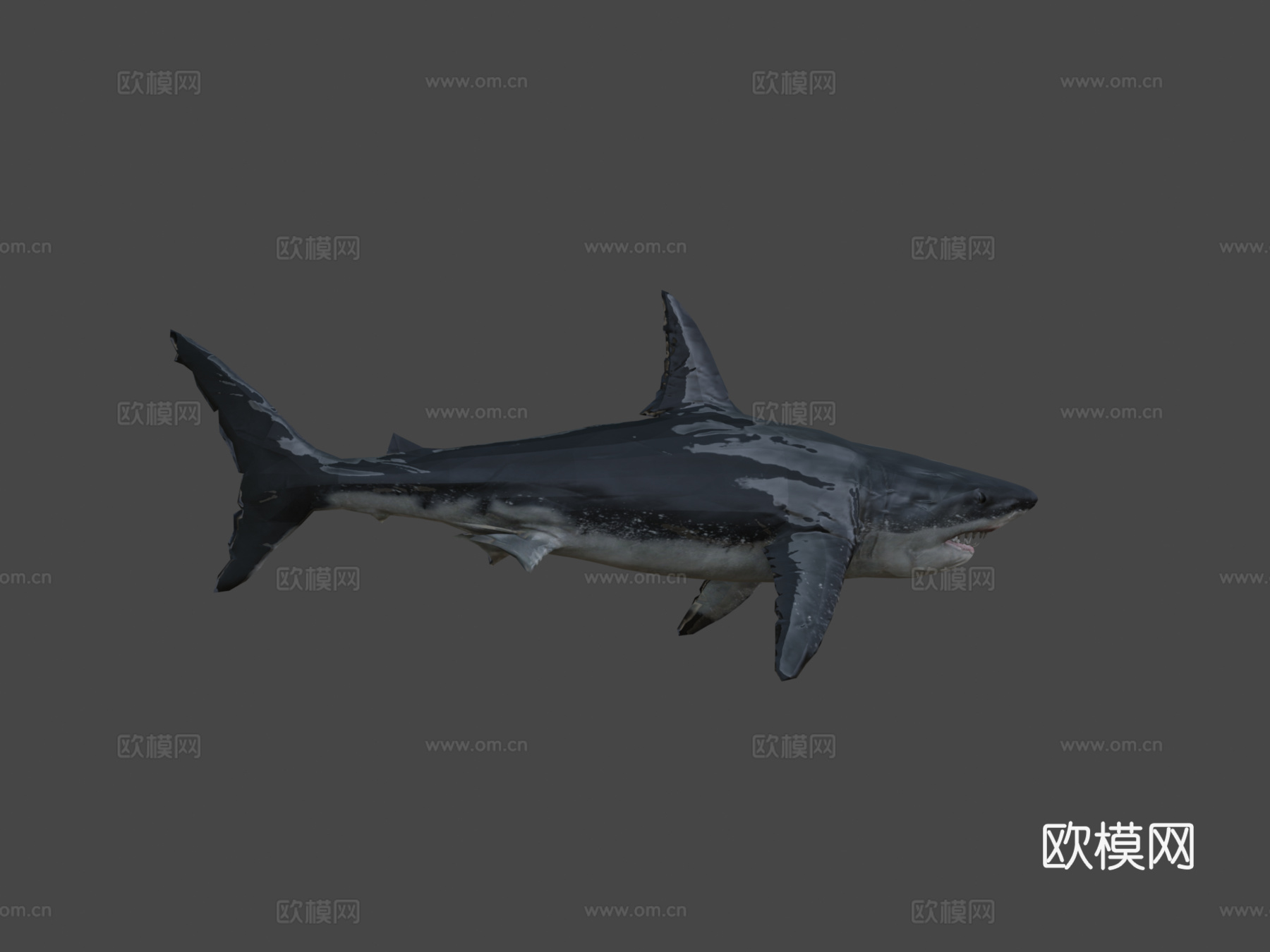 强大巨齿鲨3d模型