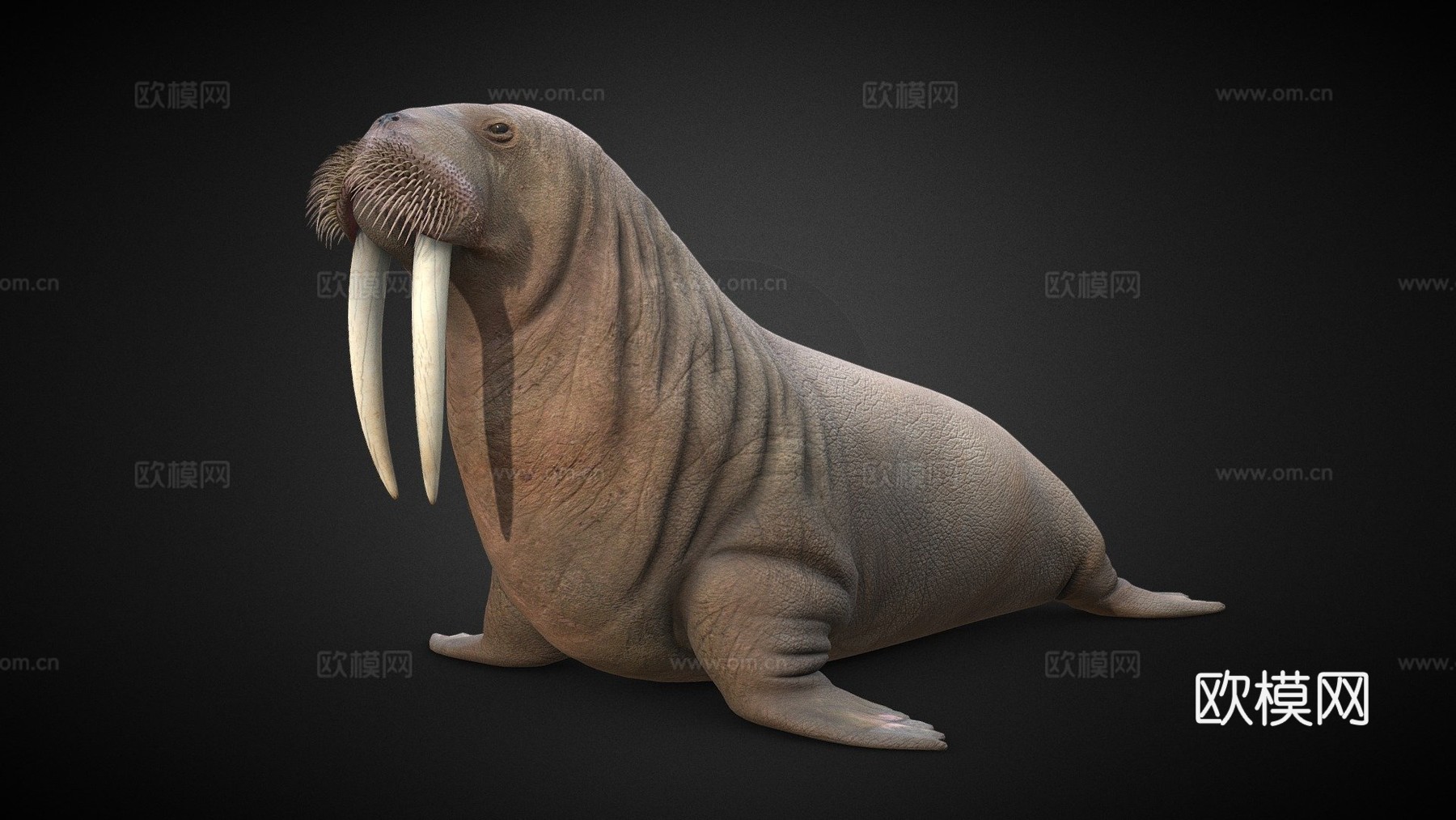 海象（学名：Odobenus Rosmarus）-海象3d模型