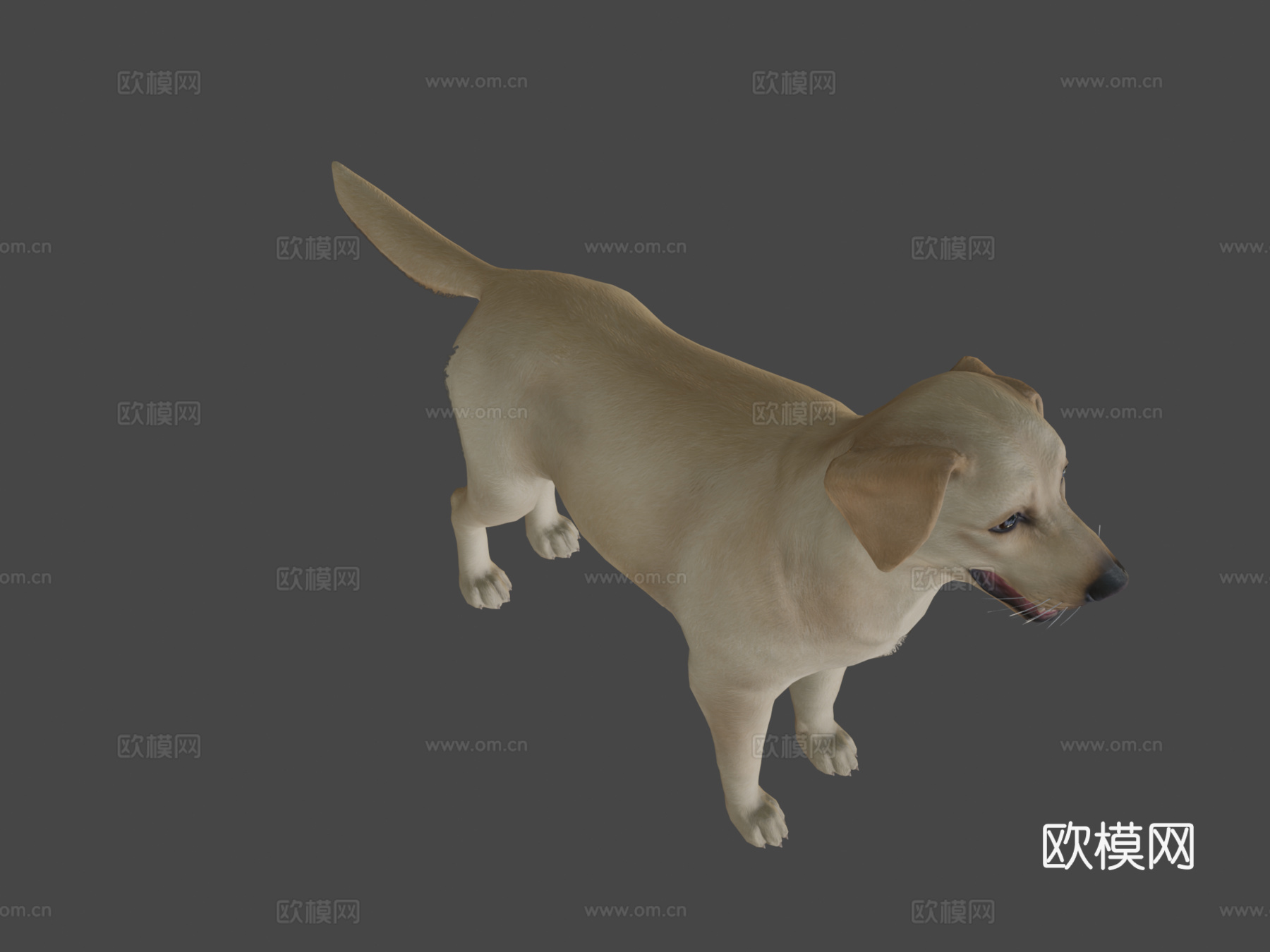 狗狗-拉布拉多v02版3d模型