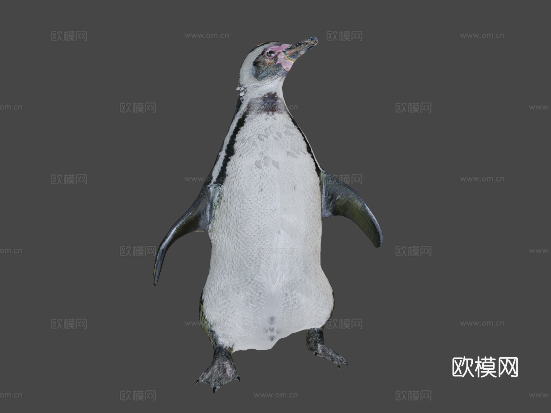 企鹅3d模型