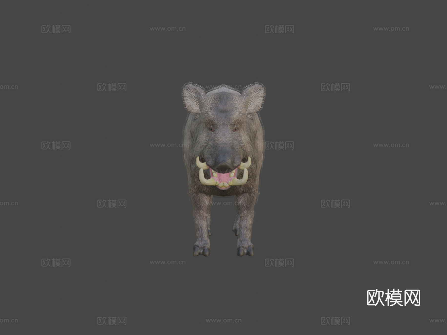 野猪动画3d模型
