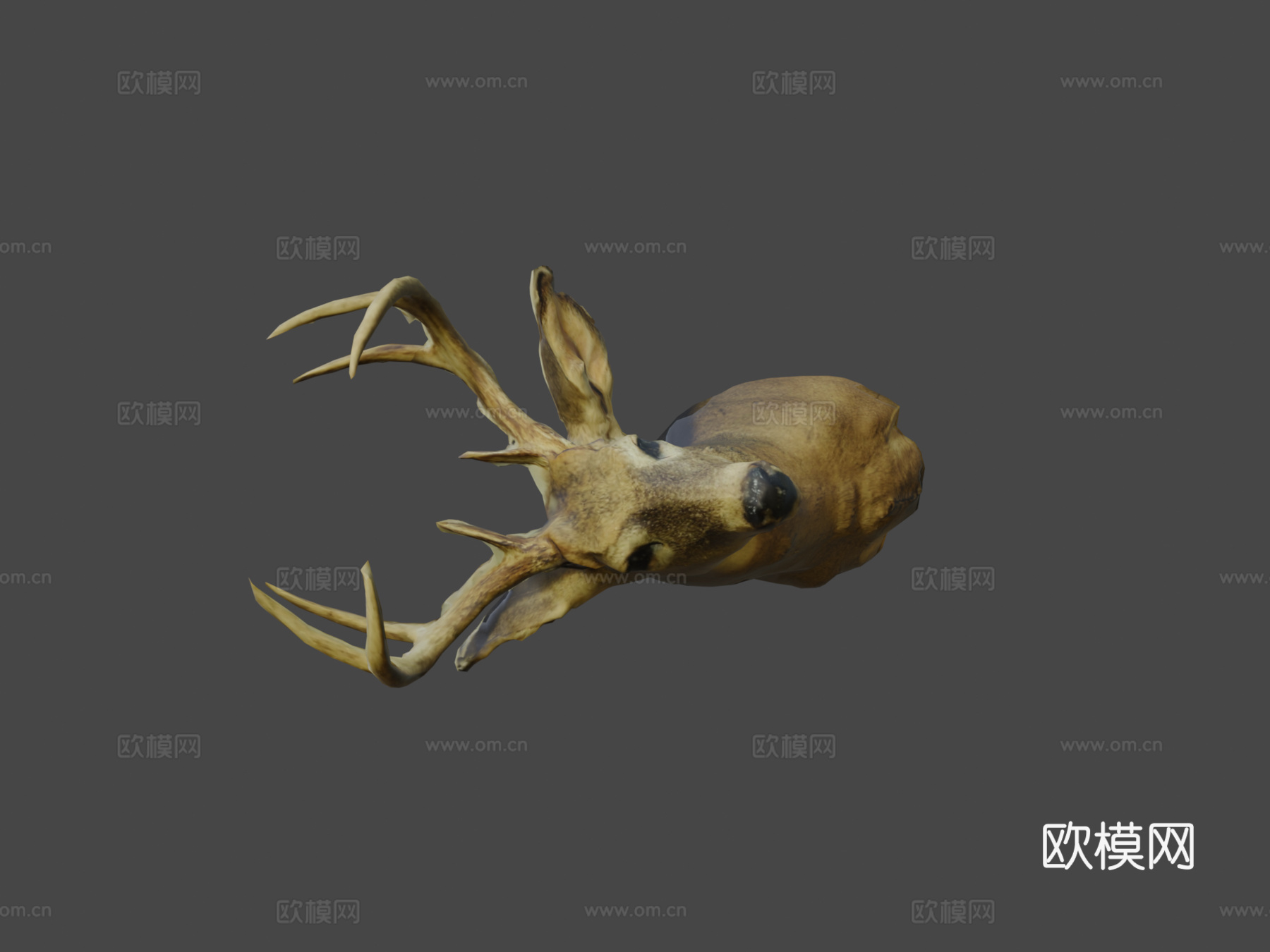 鹿首3d模型