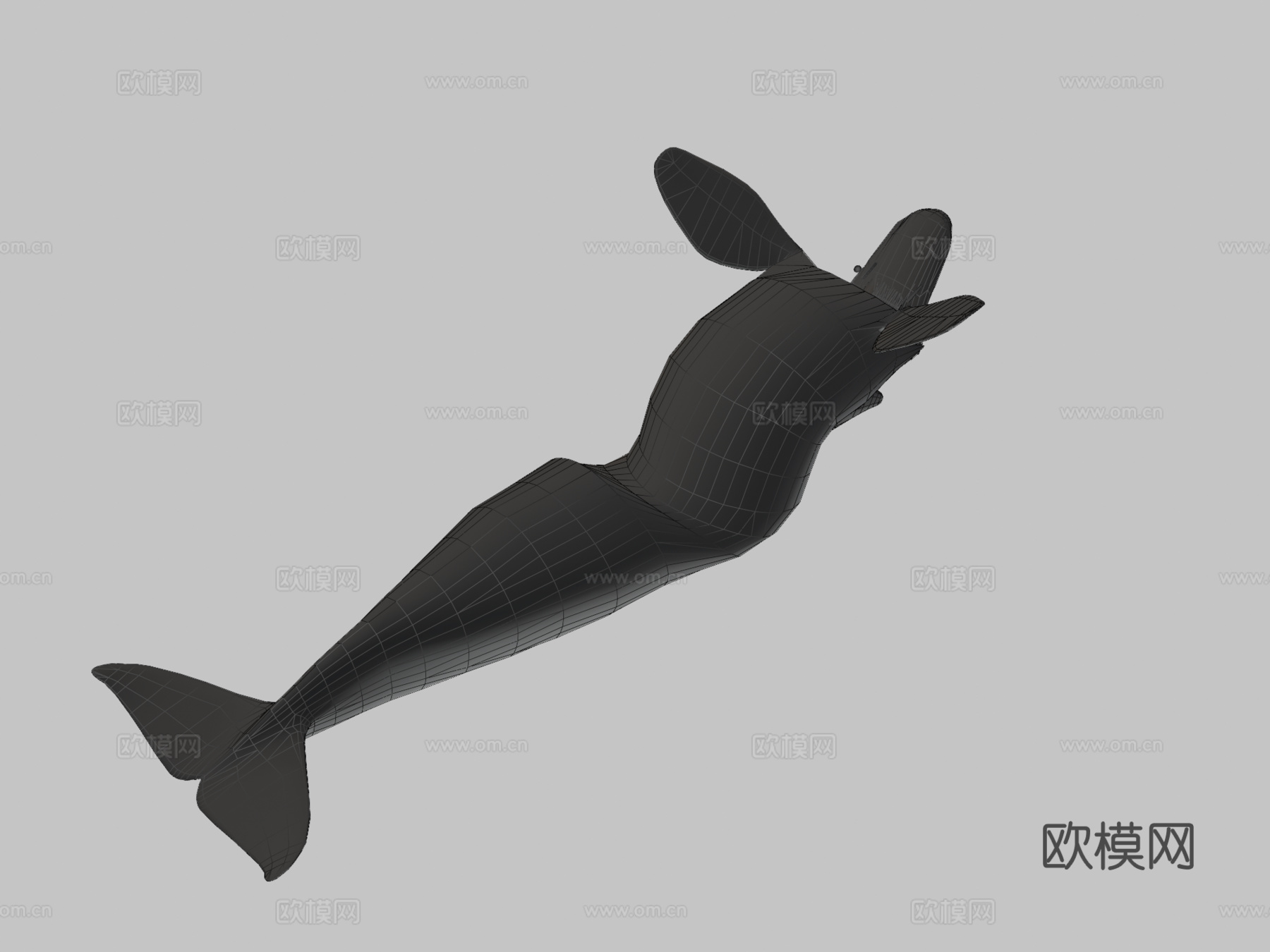 虎鲸3d模型