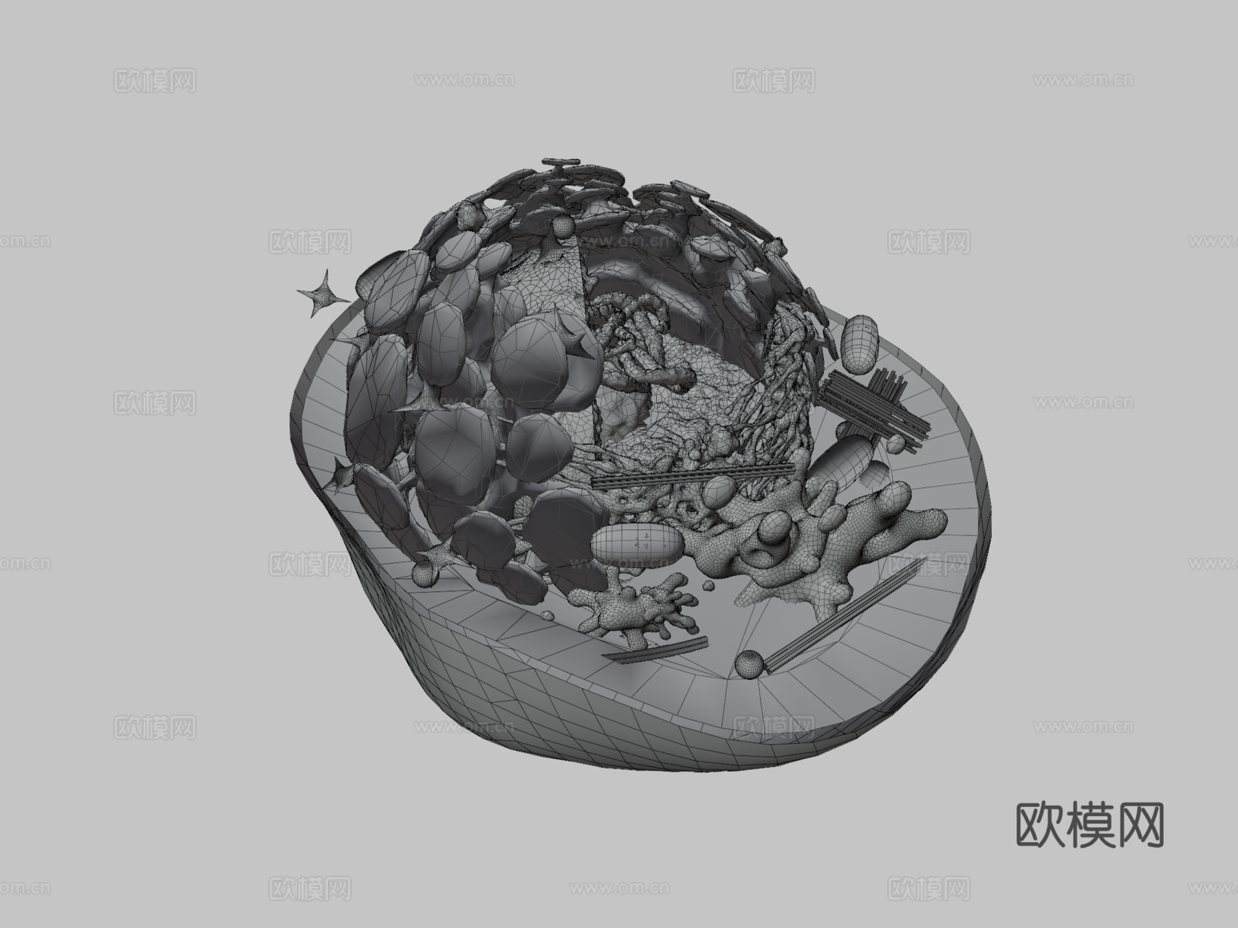 动物细胞3d模型
