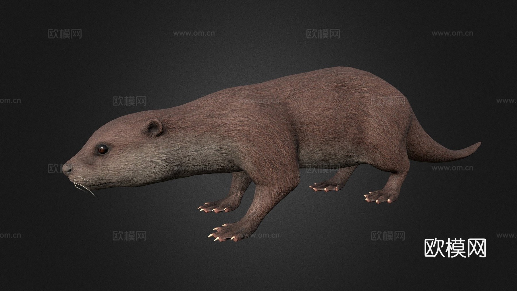 水獭3d模型