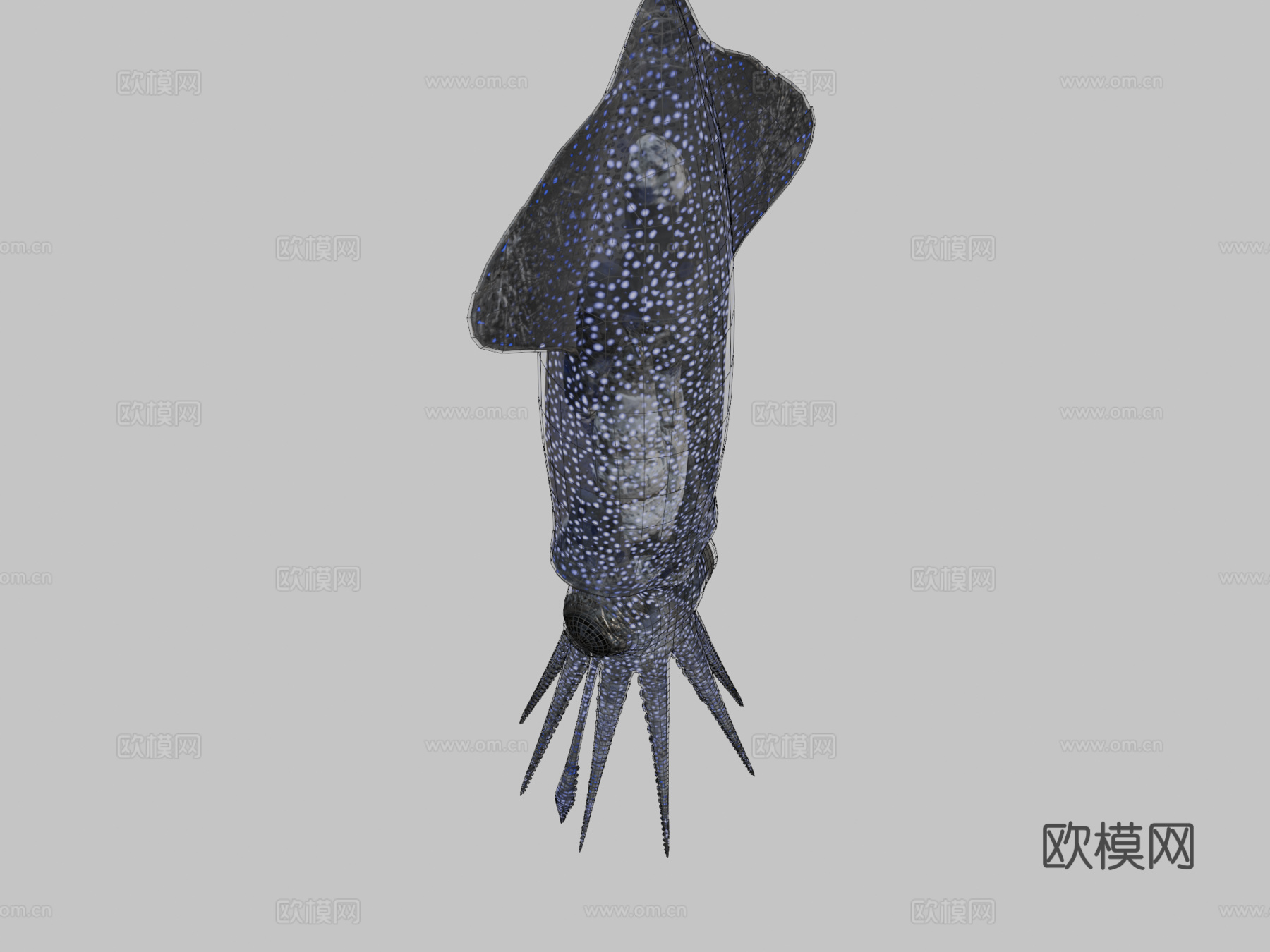 萤火鱿鱼3d模型