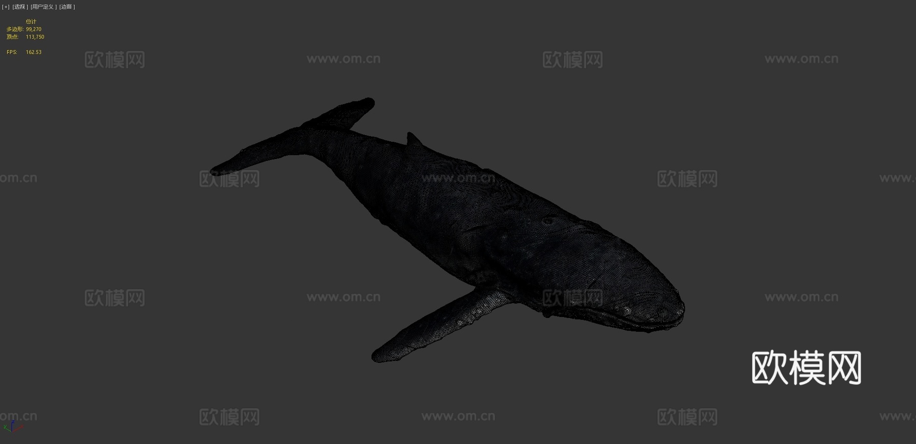 写实座头鲸3d模型