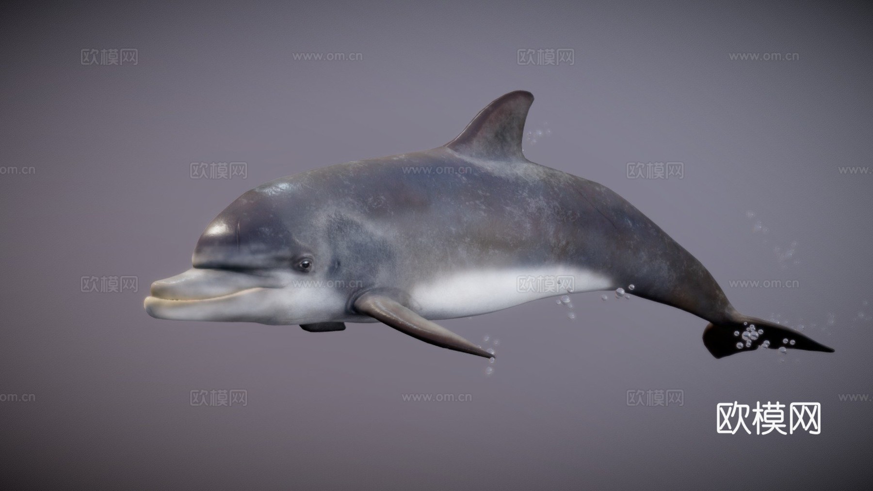 海豚3d模型