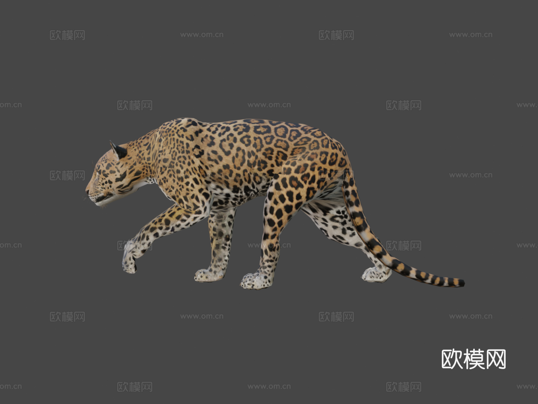 美洲虎3d模型