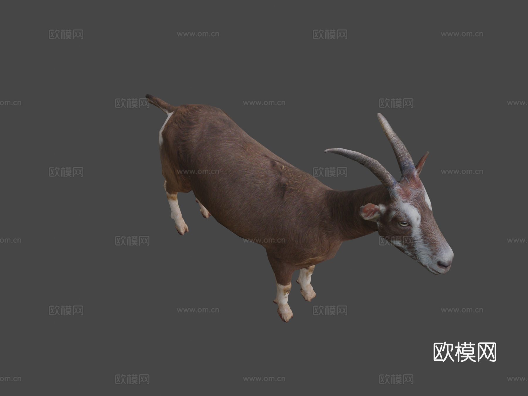 DRT-家畜-山羊3d模型