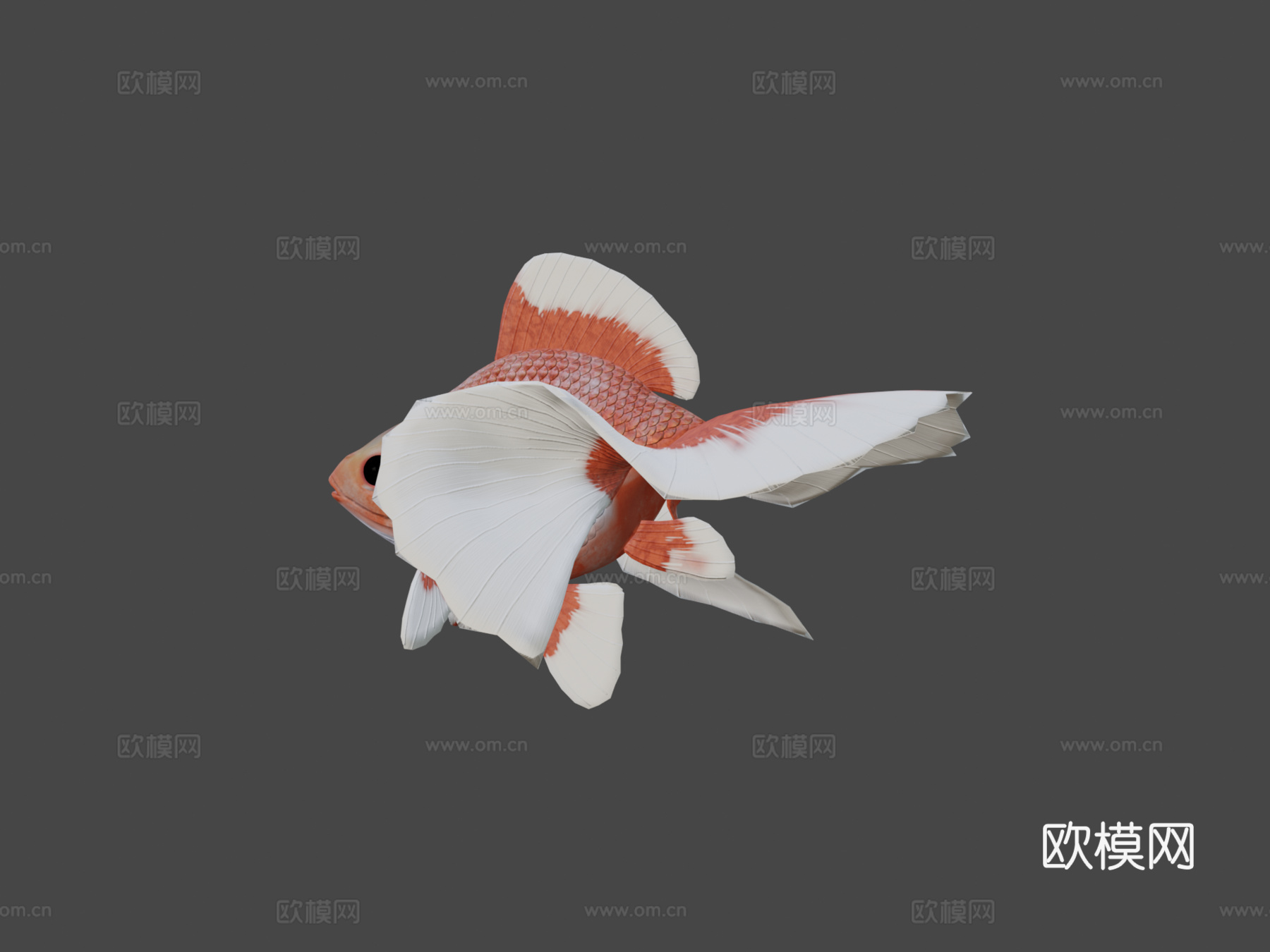 土佐金鱼3d模型