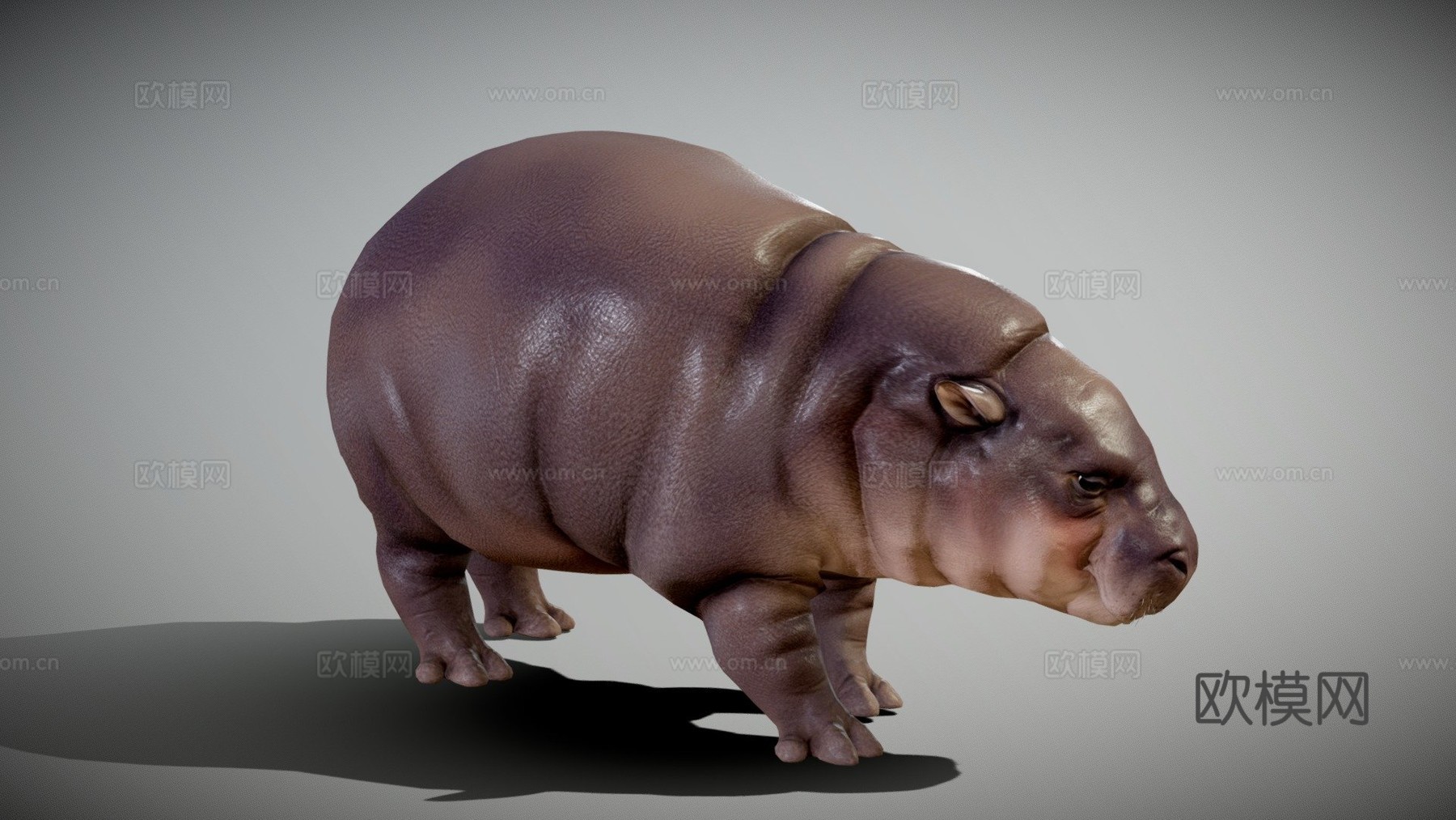 侏儒河马宝宝3d模型