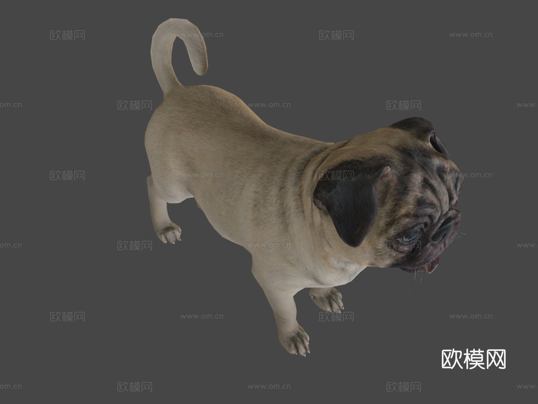 狗-哈巴狗3d模型