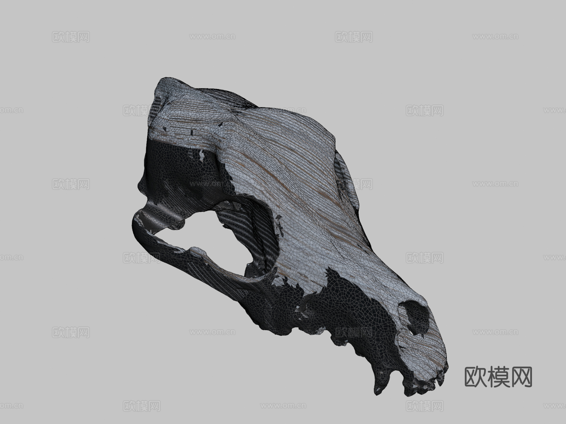 狗头骨测试3d模型
