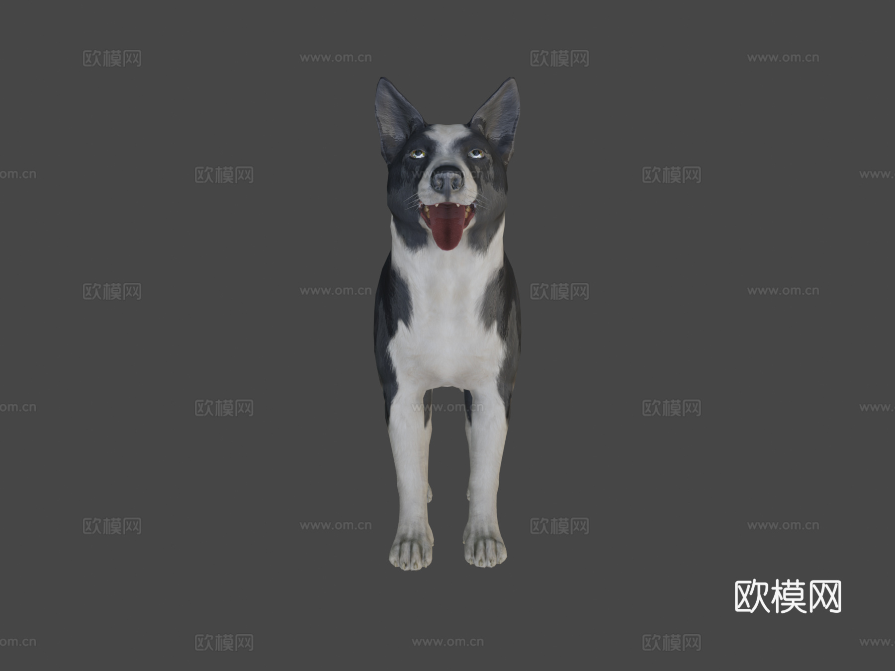 狗-边境牧羊犬3d模型