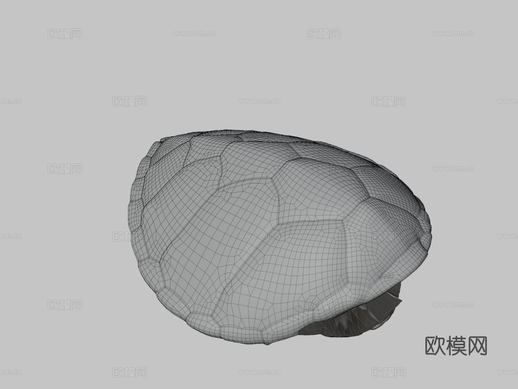 绿海龟♀3d模型