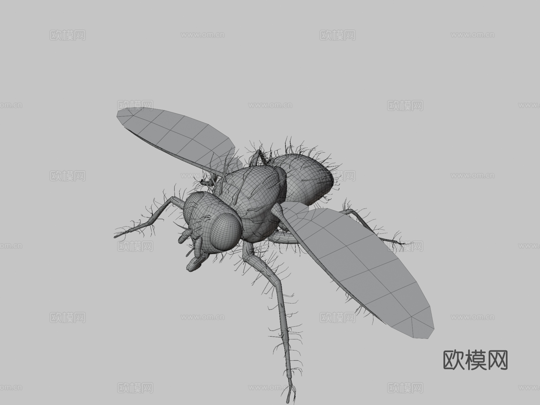 双翅目蝇3d模型