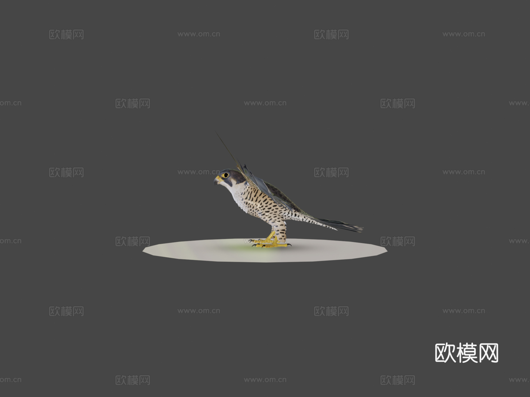 游隼3d模型