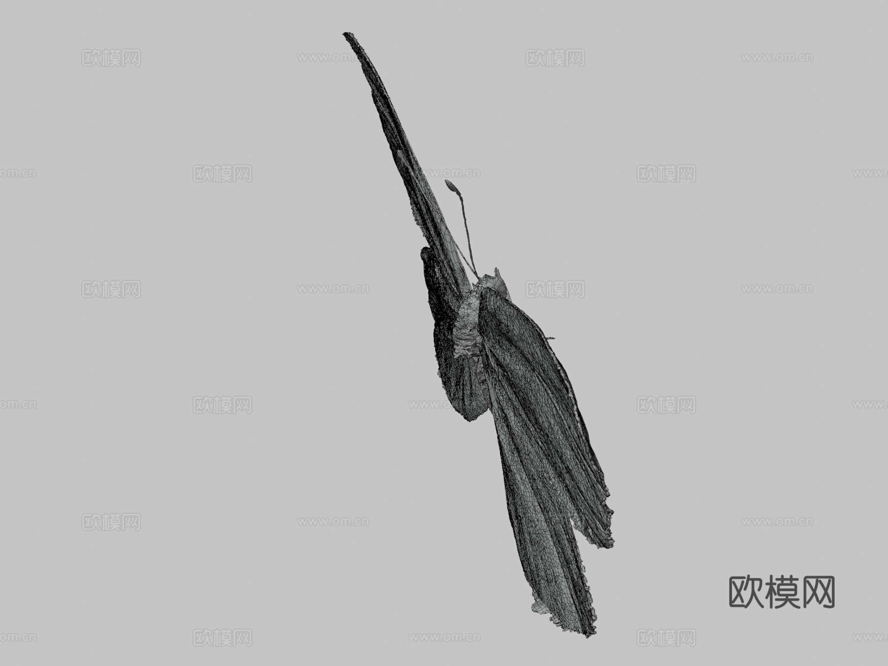 雄性菜粉蝶成虫3d模型