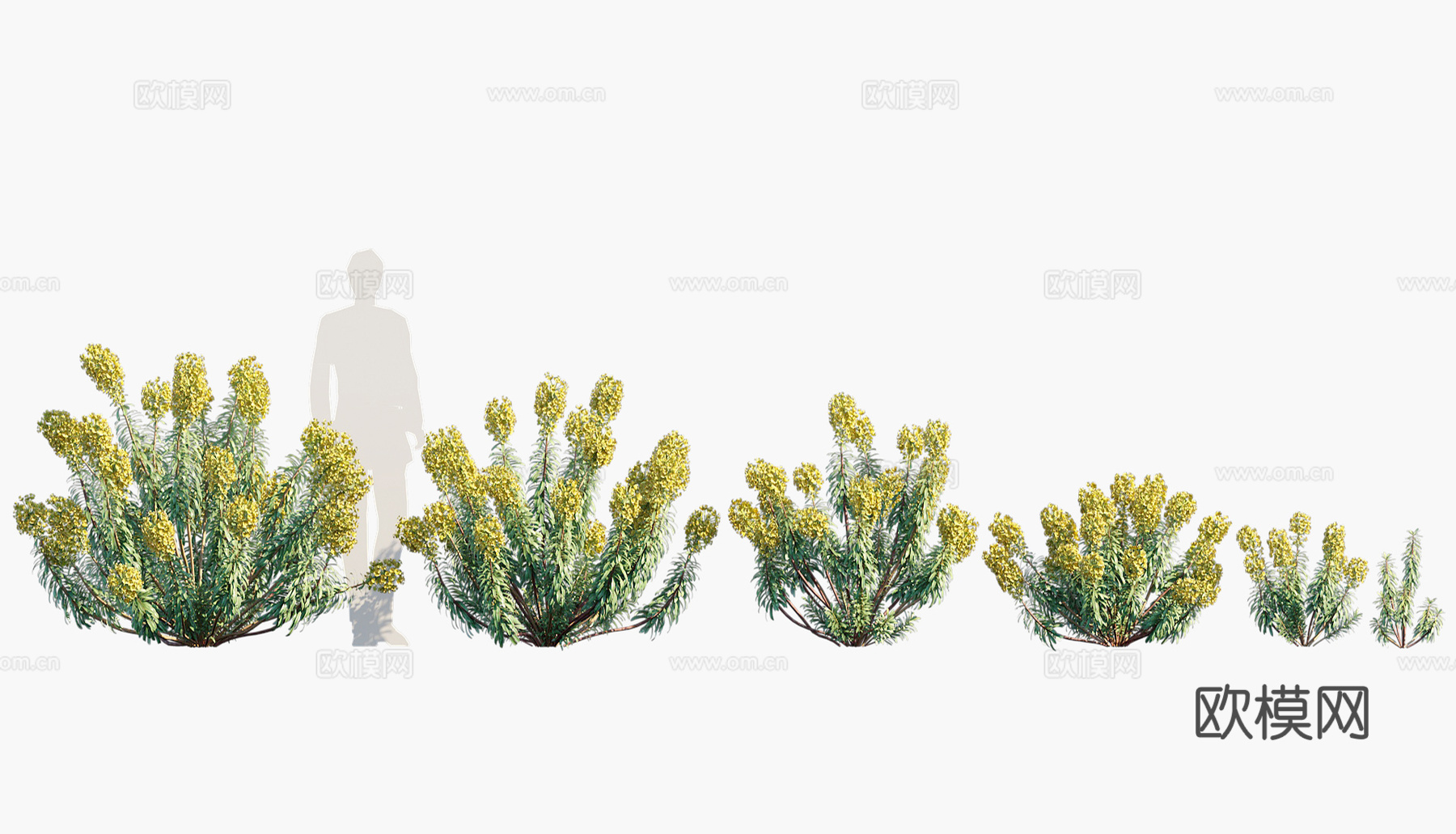 黄色花草灌木3d模型
