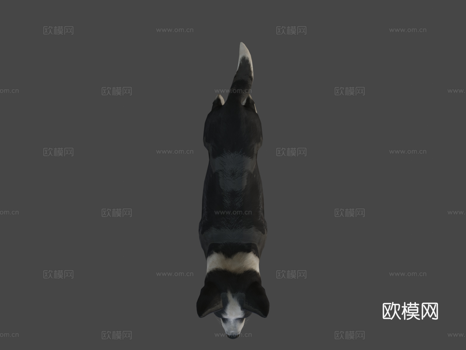 狗-边境牧羊犬3d模型