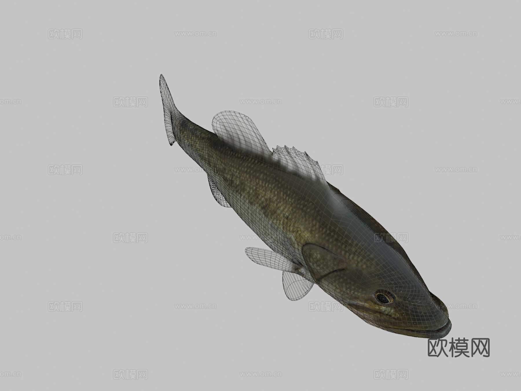 A型-大口黑鲈3d模型