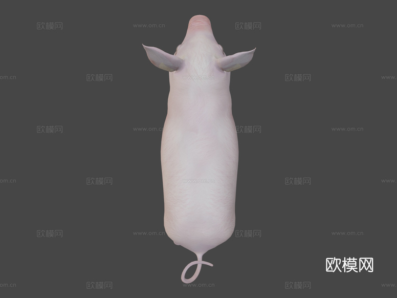 小猪3d模型下载(渲染图8)