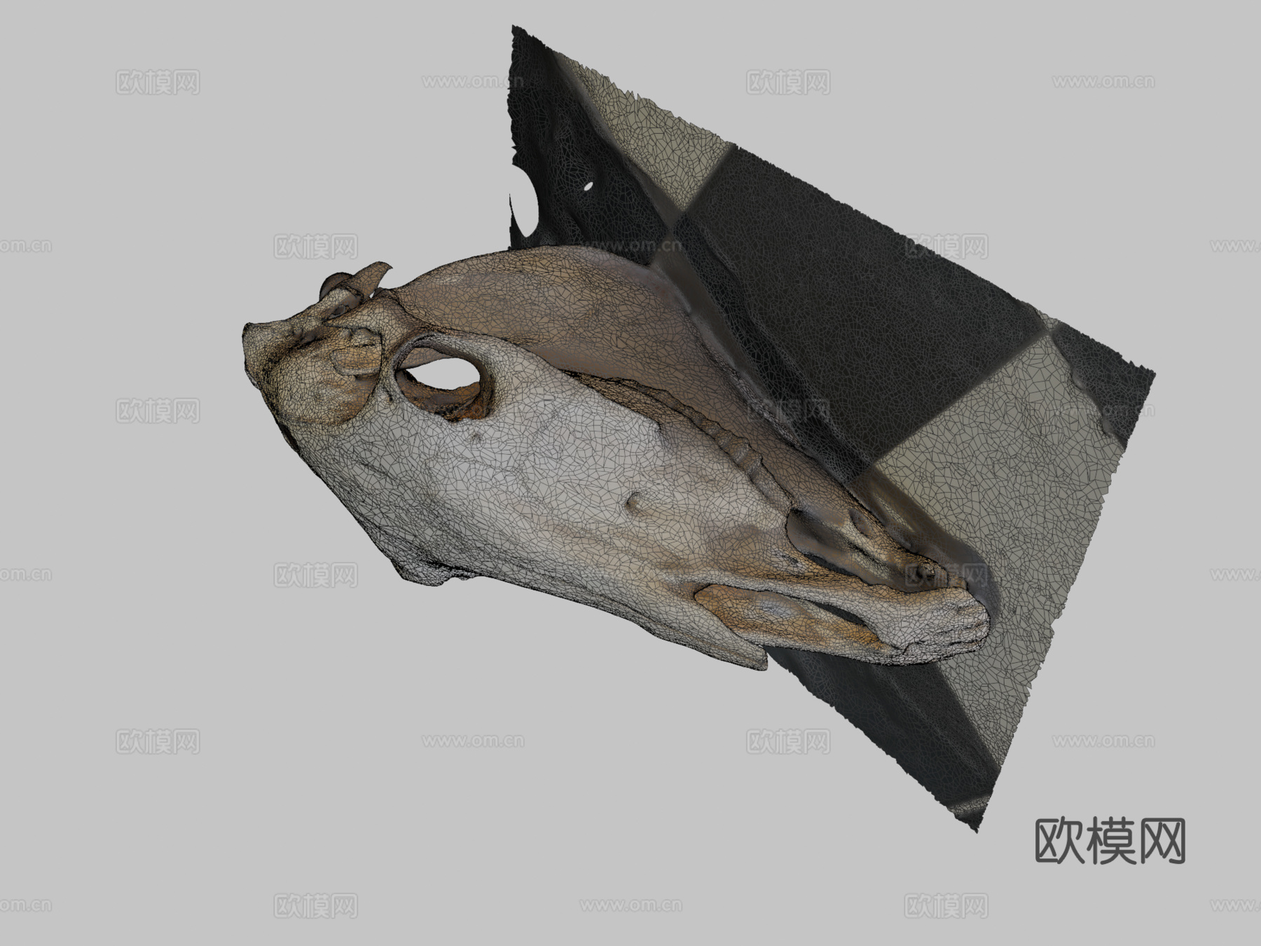 马头骨3d模型