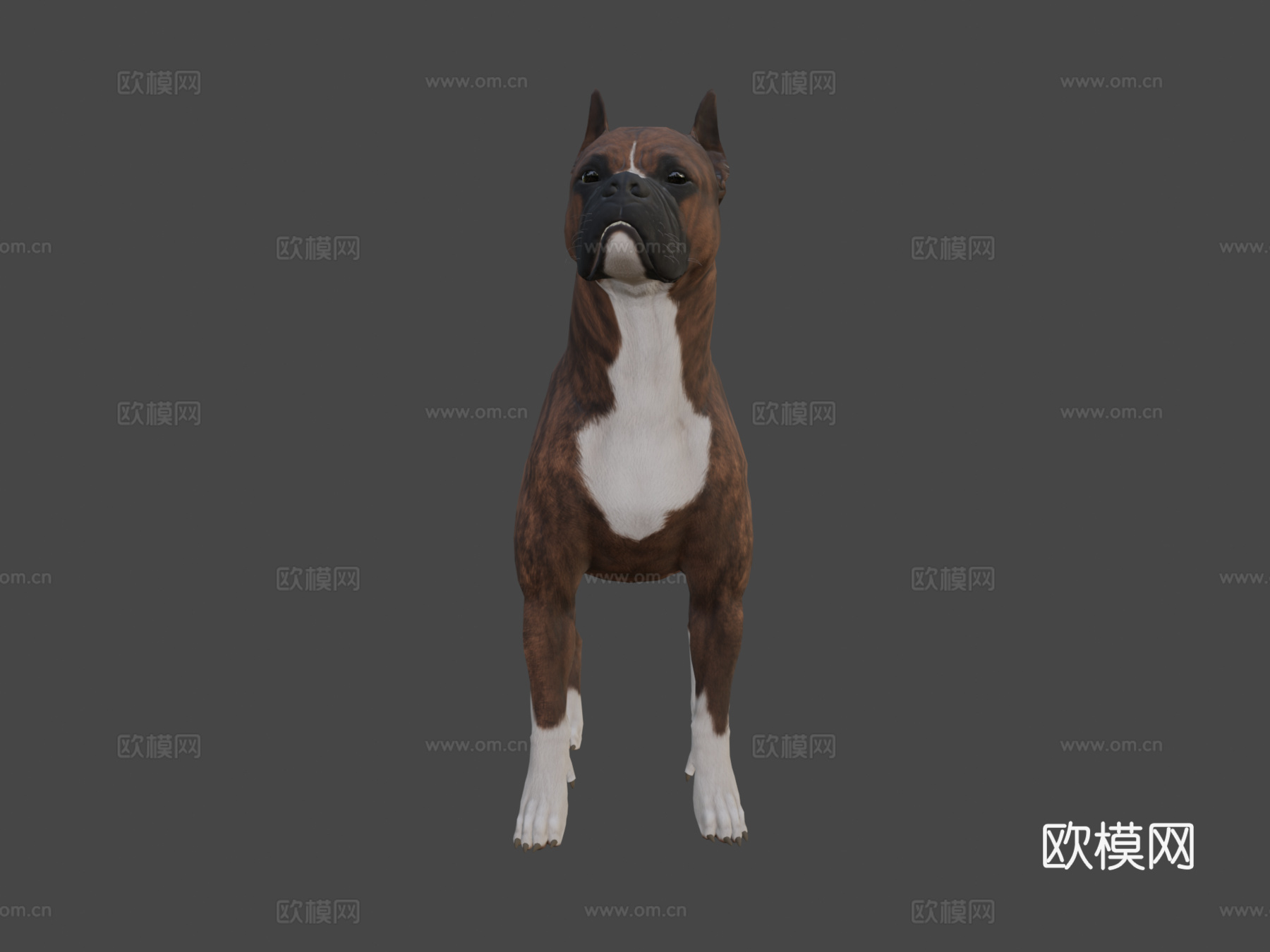 拳师犬3d模型