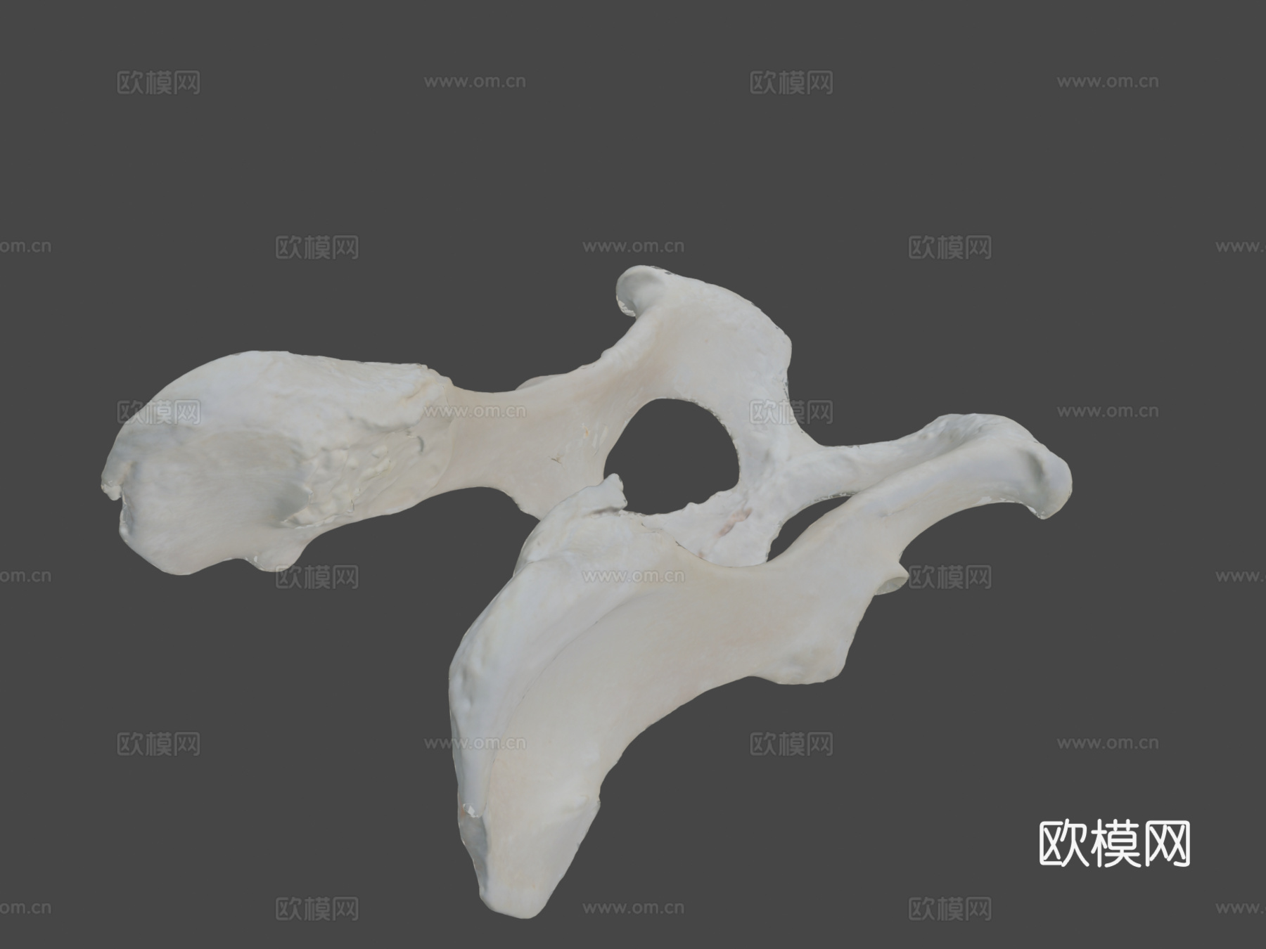 狗盆骨髋骨3d模型