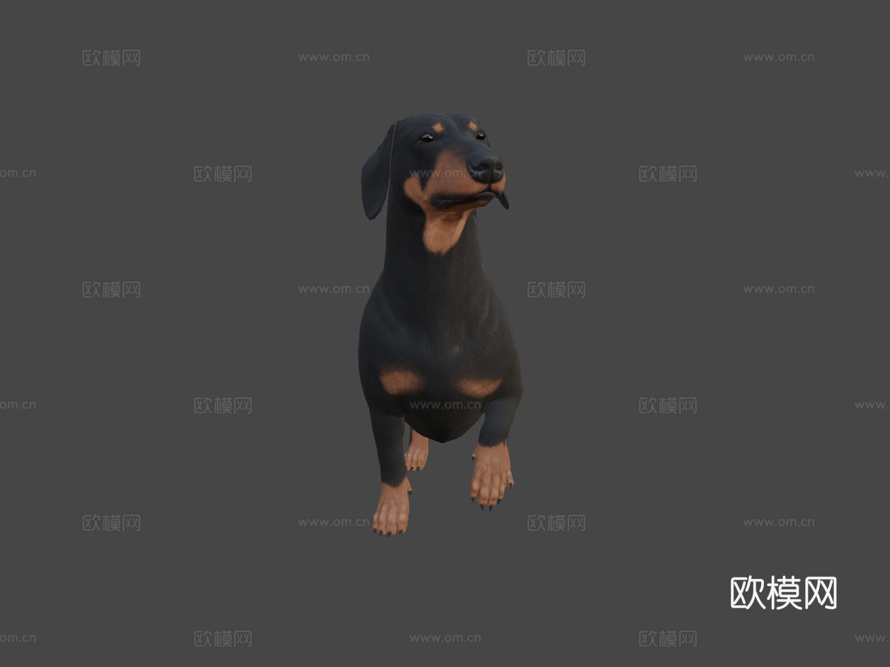 腊肠犬3d模型