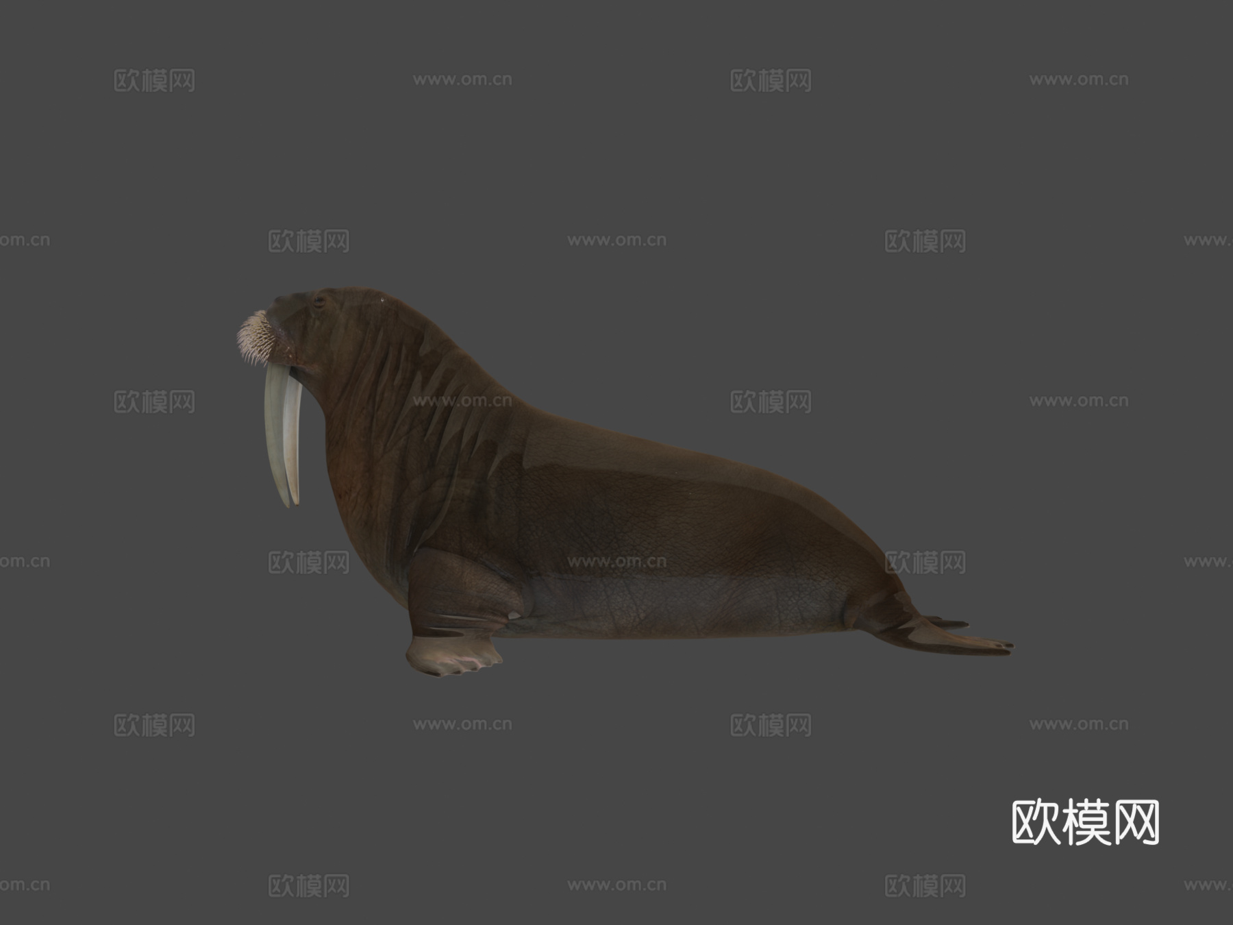 海象（学名：Odobenus Rosmarus）-海象3d模型