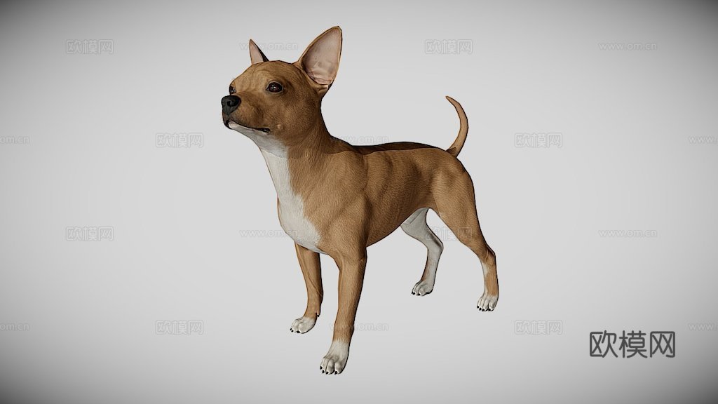 吉娃娃3d模型