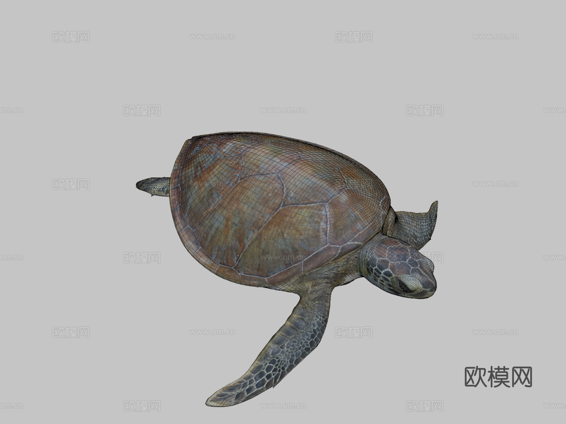 B模型幼年绿海龟3d模型