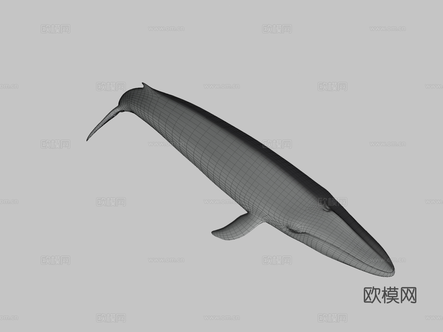 蓝鲸(须鲸肌肉)-蓝鲸3d模型