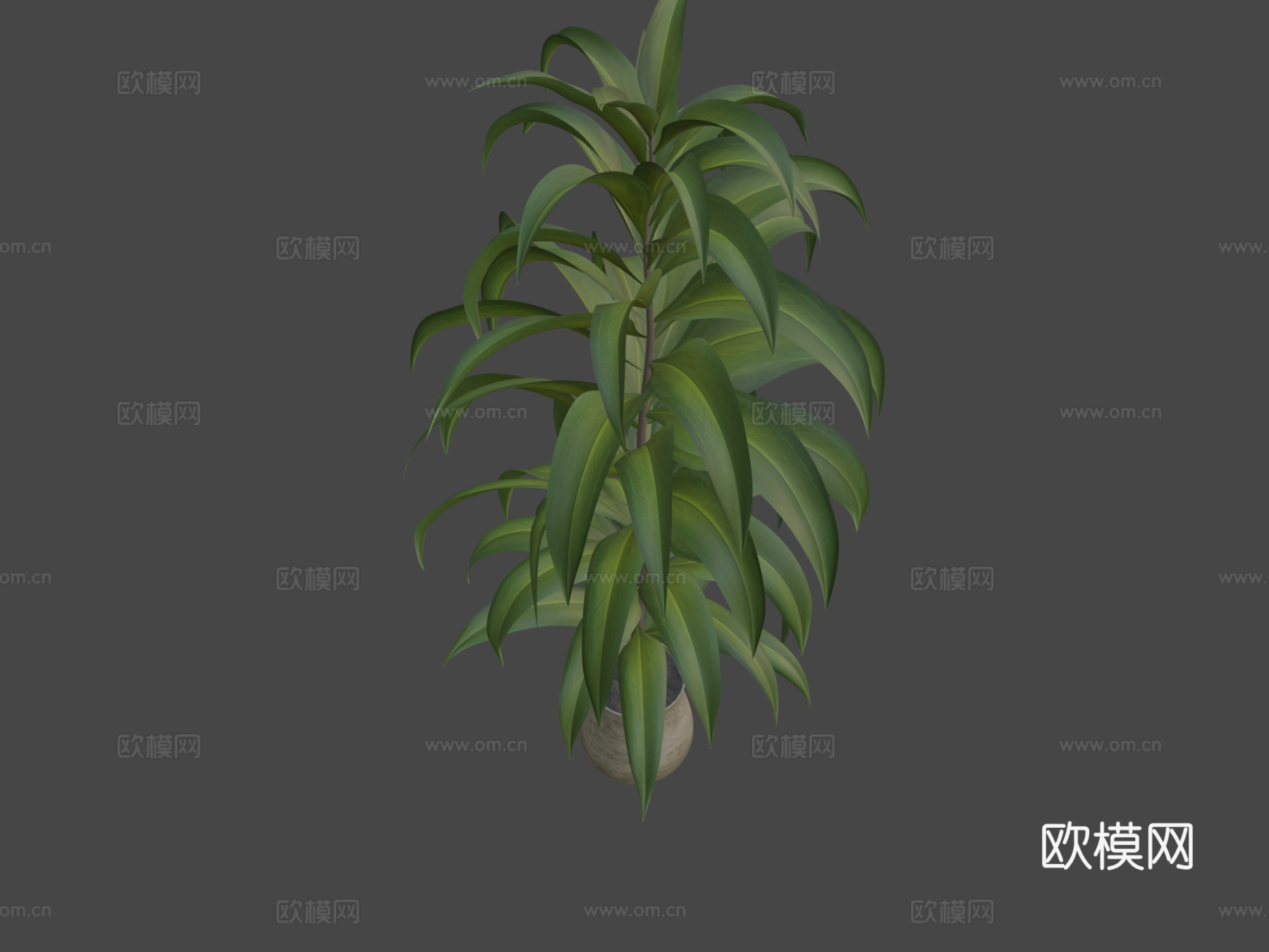 植物3d模型
