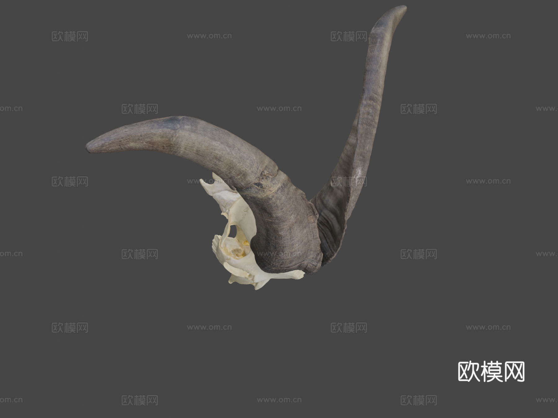 山羊头骨3d模型