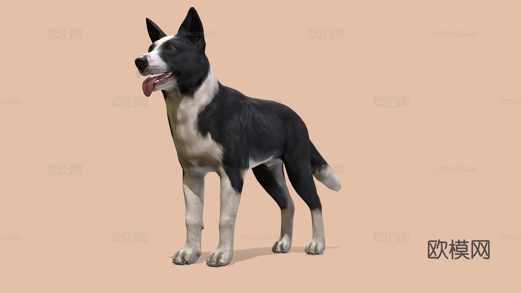 狗-边境牧羊犬3d模型