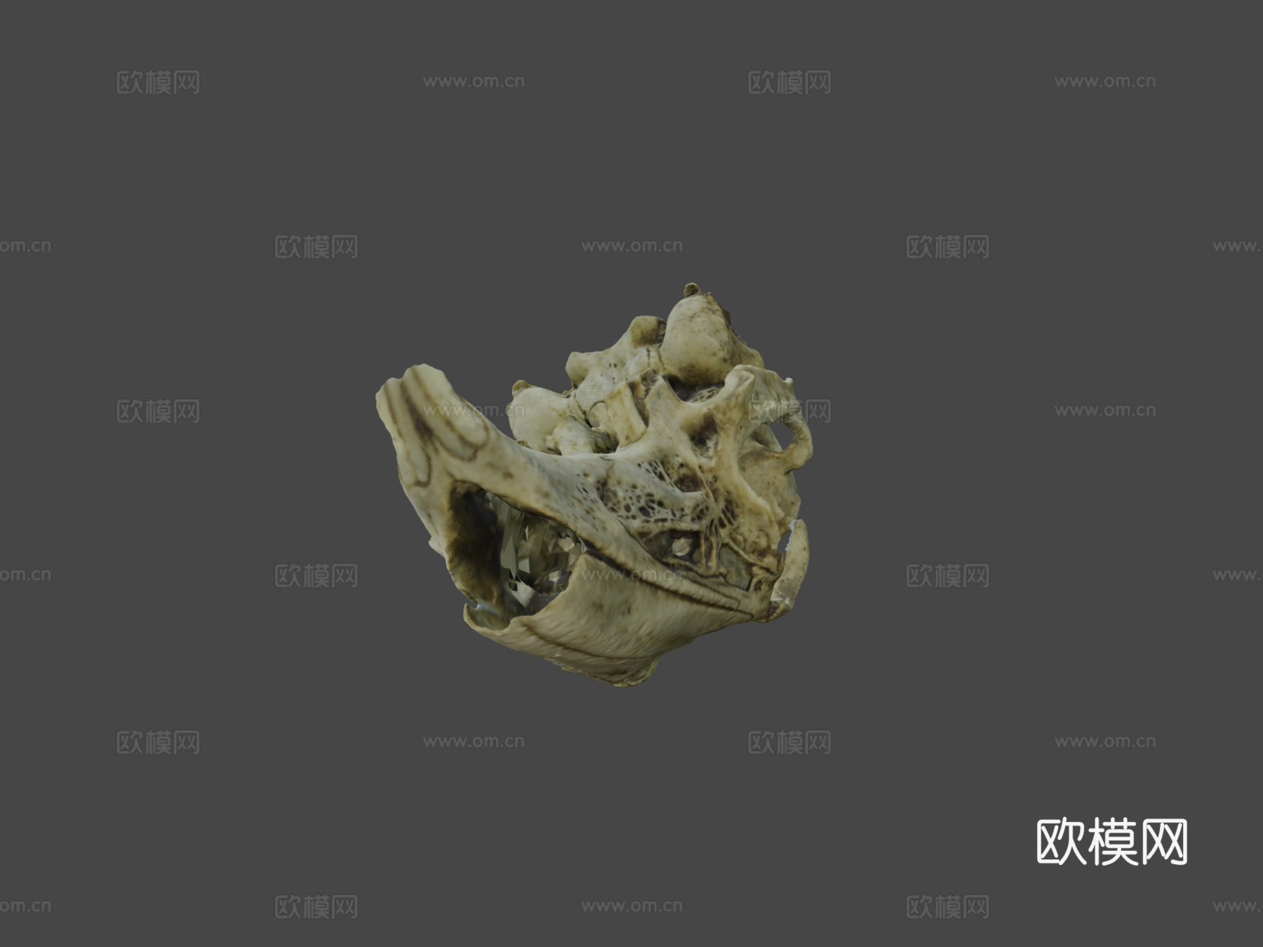 兔头骨摄影测量法3d模型