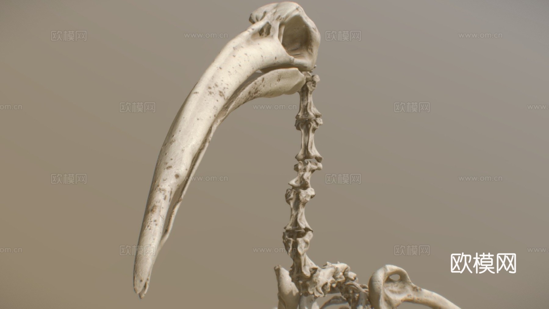 鸟类骨架朱鹭3d模型